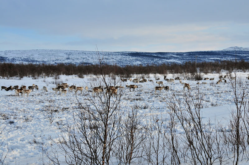 Scandinavie, Norvge, Sude, Finlande